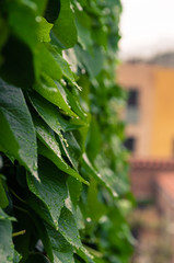 Hojas verdes mojadas por las lluvias primaverales de Mayo. Empapadas por gotas relucientes de agua.