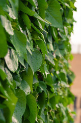 Hojas verdes mojadas por las lluvias primaverales de Mayo. Empapadas por gotas relucientes de agua.