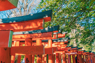 Fototapeta premium 稲荷神社の鳥居