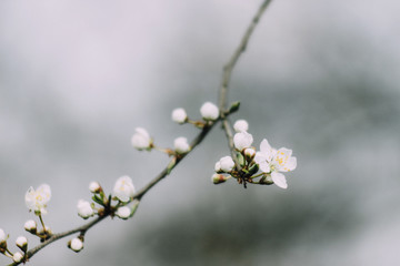 beautiful cherry blossom flowers on branch in spring, new life concept