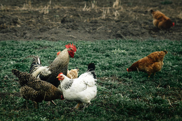 group of chickens and rooster walking in farm land, spring time, agriculture concept