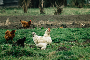 group of chickens and rooster walking in farm land, spring time, agriculture concept