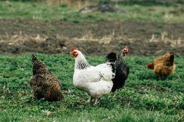 group of chickens and rooster walking in farm land, spring time, agriculture concept
