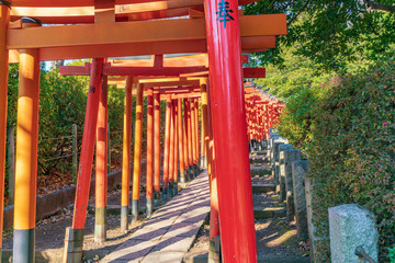Fototapeta na wymiar 稲荷神社の鳥居