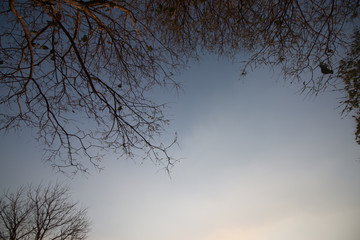 tree in the fog and sky background