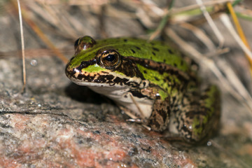 Close up of a green frog on a rock with focus on the eye