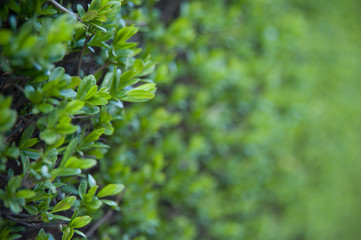 Green bush bokeh for background