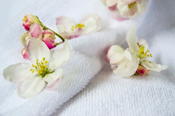 flowers, buds of an apple tree against the background of a white terry towel. Delicate flowers on a light background.