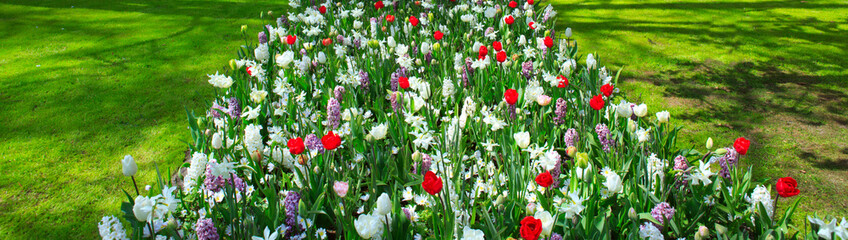 White Hyacinths and tulips in the garden. Spring background.