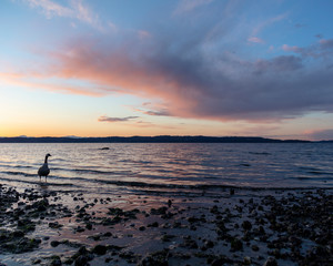sunset over the sea with a Canada goose