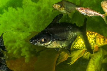 Aquarium with shark and other fishes