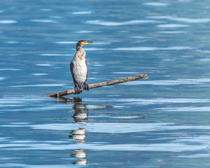 Cormorant on a tree branch on the shores of the Upper Zurich Lake  near Rapperswil, Sankt Gallen, Switzerland
