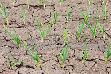 young green shoots of garlic in cracked earth