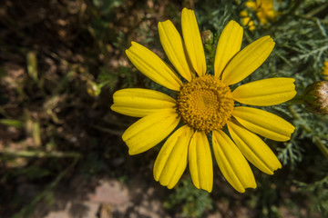 Exuberant Mediterranean flora in  La Maddalena Archipelago National Park, on the coast of Sardinia province of Sassari,  northern Sardinia, Italy.