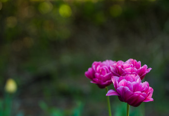 Green glade from crimson and violet unusual, decorative colors of tulips on a spring decline. Beautiful nature.