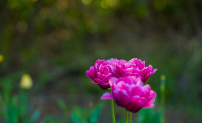 Green glade from crimson and violet unusual, decorative colors of tulips on a spring decline. Beautiful nature.