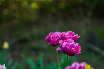 Green glade from crimson and violet unusual, decorative colors of tulips on a spring decline....