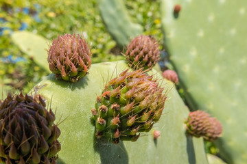 Exuberant Mediterranean flora in  La Maddalena Archipelago National Park, on the coast of Sardinia...