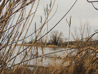 Aquatic plants with Trasimeno Lake on the background.