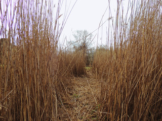 Phragmites Australis, typical plant of swamps and lakes.