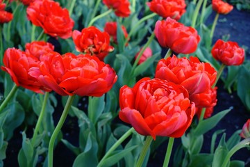 Blooming red tulip