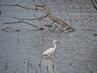 Little egret or Garzetta is an aquatic bird that lives in shallow water.