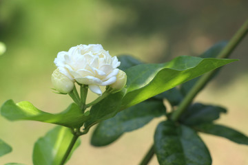 Obraz premium Jasmine and leaves on the jasmine branch.