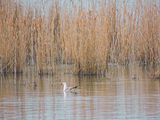 Water bird swimming in a protected area of a lake