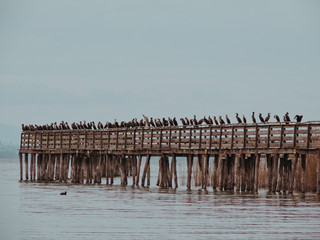 Fototapeta na wymiar Birdwatching activity: a lot of birds (Coots, Seagulls, Great cormorants) over a wood pier in a lake.