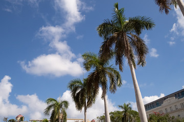 Naklejka premium Palm trees in Parque Central, Havana Cuba