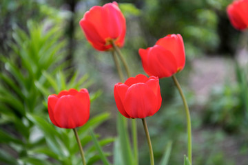 Obraz premium Field of red tulips