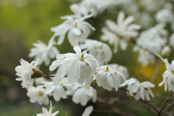 white flowering tree Magnolia