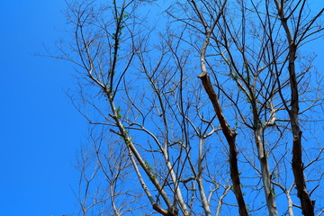Close up Dried Tree with Blue Sky Background.