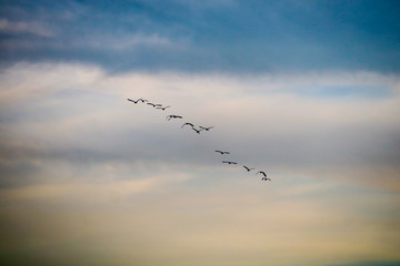 birds flying to home on colorful sky soft cloud