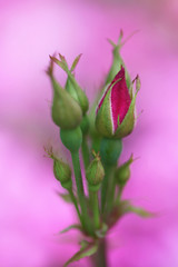 ピンク色のバラの蕾（Single Pink China）