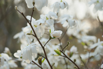 white flowering tree Magnolia