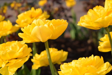 Obraz premium Flowering of yellow tulip