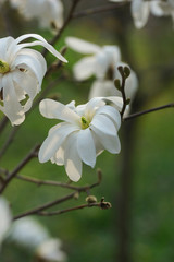 white flowering tree Magnolia