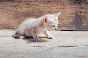 a cute small kitten white-brown color age 30 days sitting on wood texture background.