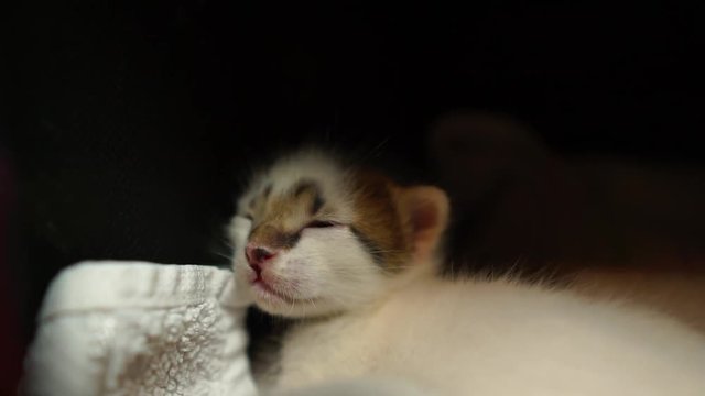 Sleeping baby cat with brothers, sisters. Cute, feline sweet friend and open eyes. 
