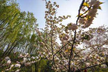 Sakura blossom in Chinese park.