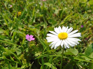 Fototapeta premium Close up of chamomile flowers growing in green grass in spring,in natural environment.