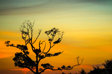 silhouette dry branch tree orange sunset sky