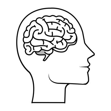 profile with brain human organ