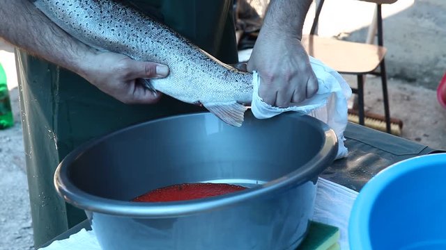 spawning salmon fish eggs