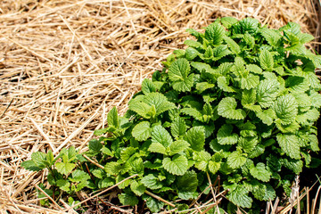 Lemon Balm with a Straw Mulch