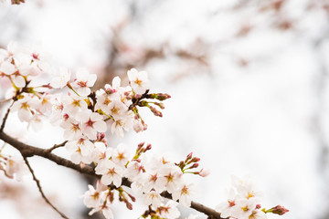 Cherry blossom in spring for background or copy space for text