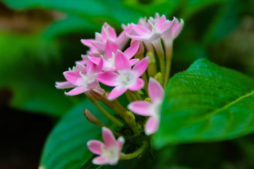 Pink Flower