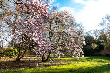 Pink and withe Magnolia with flowers