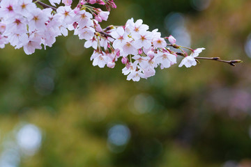 Obraz premium Cherry blossom in spring for background or copy space for text